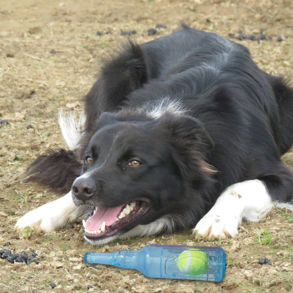 Bottle and Ball Dog Toy with a dog