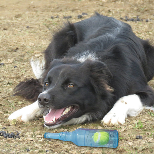Bottle and Ball Dog Toy with a dog