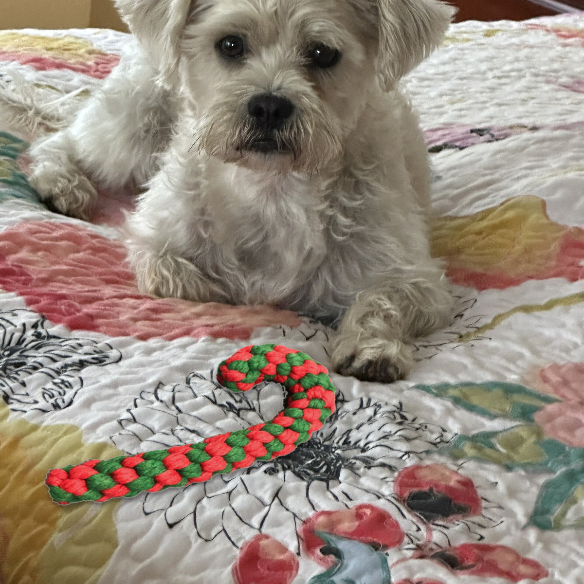 Christmas Rope Dog Toy with a dog