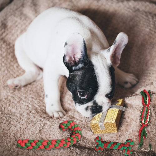 Christmas Rope Toy Set – Candy Cane, Bone + Sweet with a dog