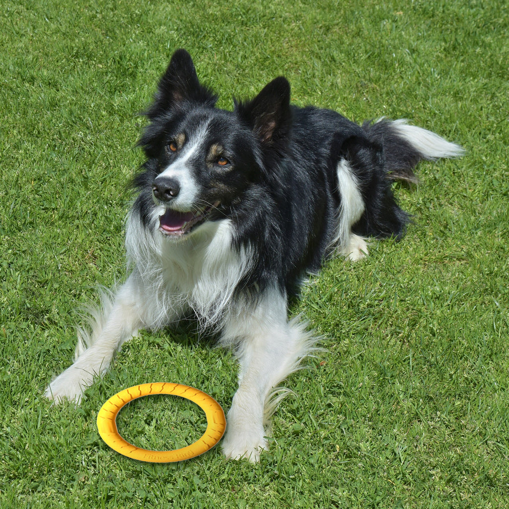 EVA Fetch and Tug Toys with a dog