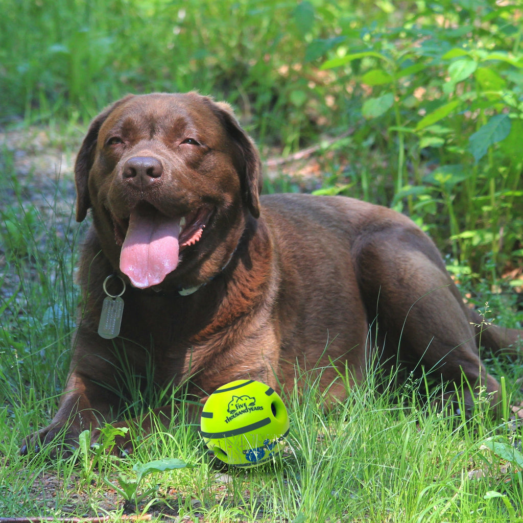 Giggle Sound Ball with a dog
