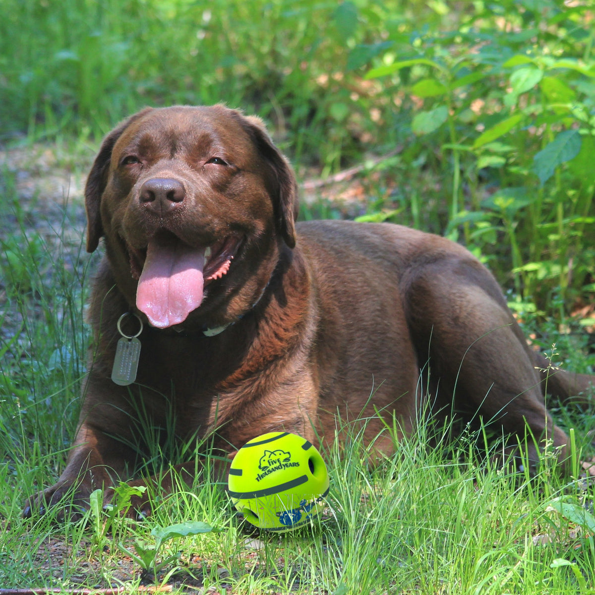 Giggle Sound Ball with a dog