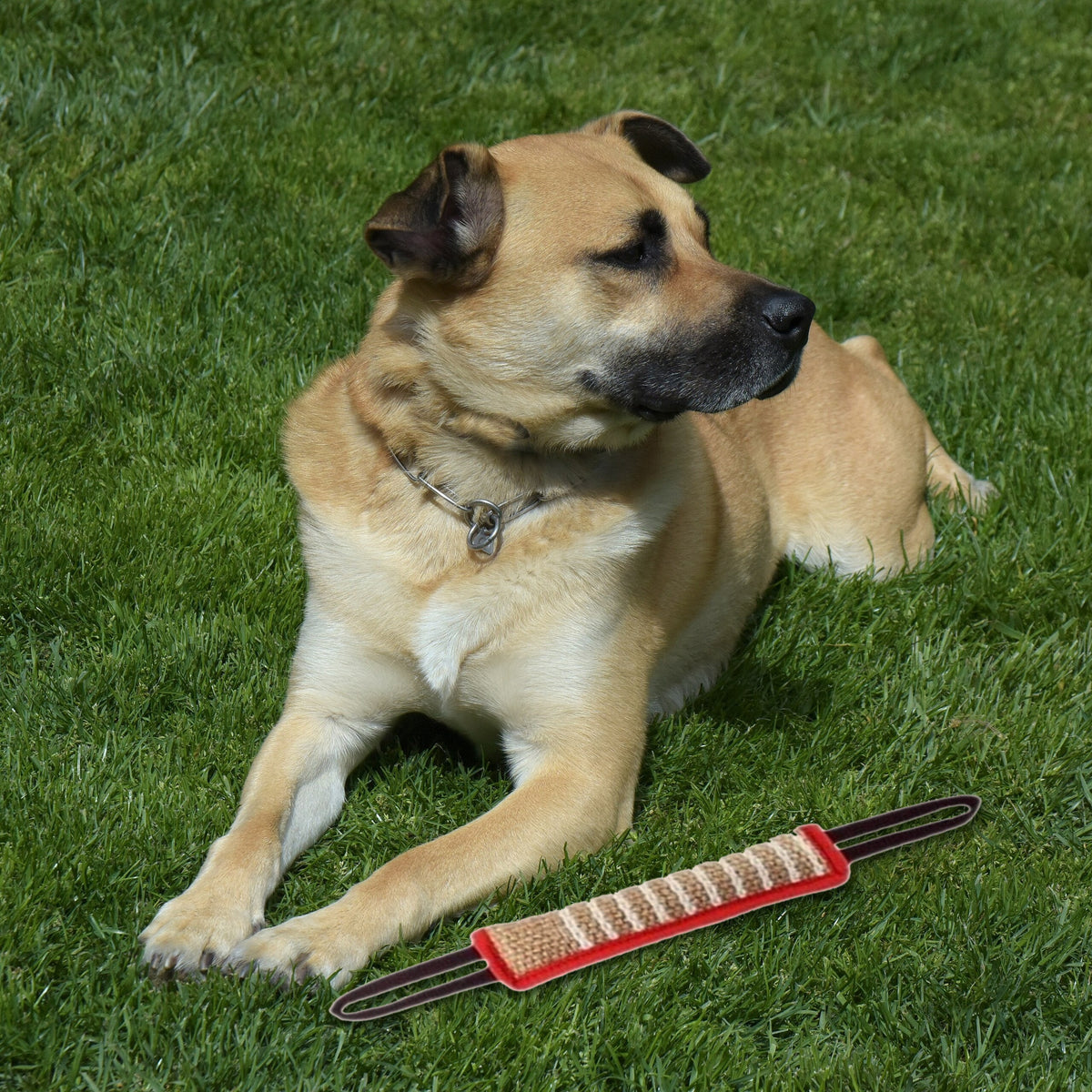 Jute Tug Toy with a dog