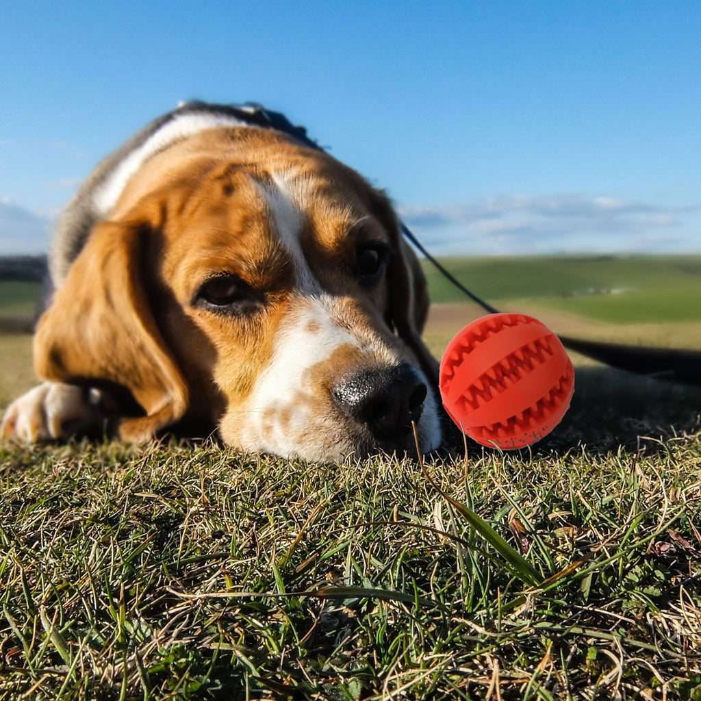 Rubber Treat Ball with a dog