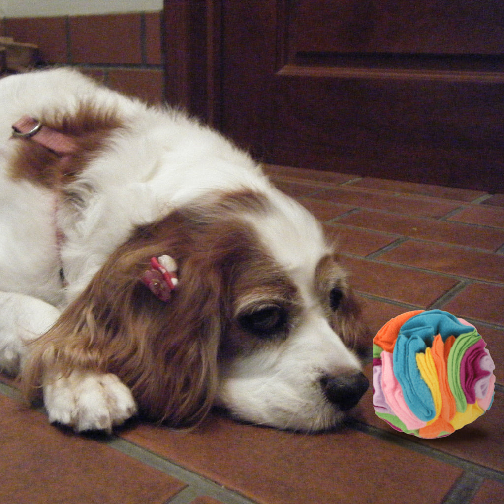 Snuffle Ball with a dog