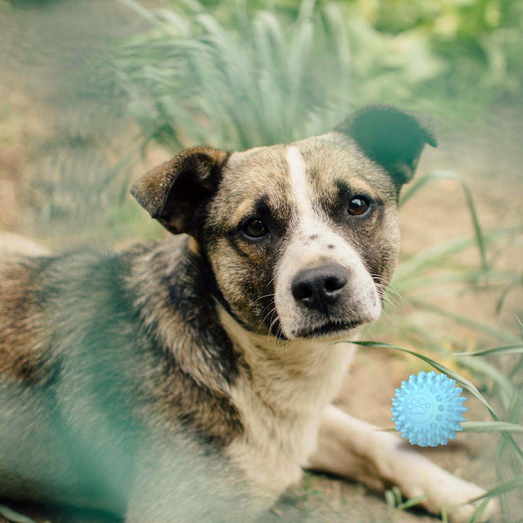 Spiky Rubber Ball with a dog