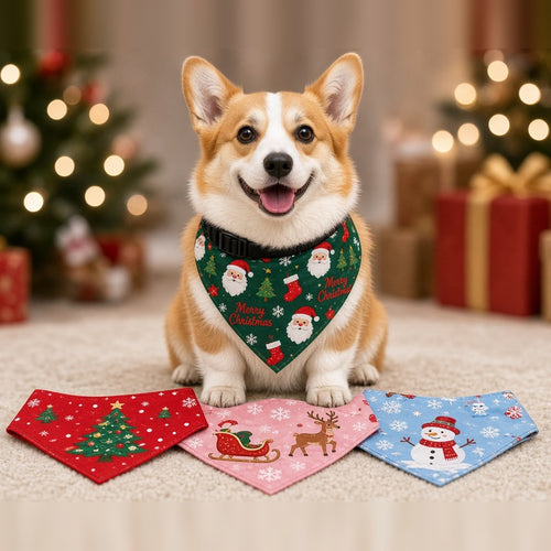 Corgi wearing a Santa print Christmas bandana collar, with other colours laid out in front