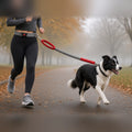 Runner wearing the grey and red Hands-Free Bungee Running Lead round her waist, with a border collie trotting alongside on an autumn path
