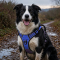 No-Pull Reflective Padded Dog Harness