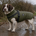 Springer spaniel wearing the green All-Weather Coat with Built-In Harness, with black harness straps and a fleece collar, on a muddy footpath