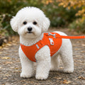 Small Dog Harness & Lead Set