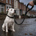 White dog sitting on a wet terraced street, clipped to the black Reflective Padded-Handle Lead with its padded handle in hand