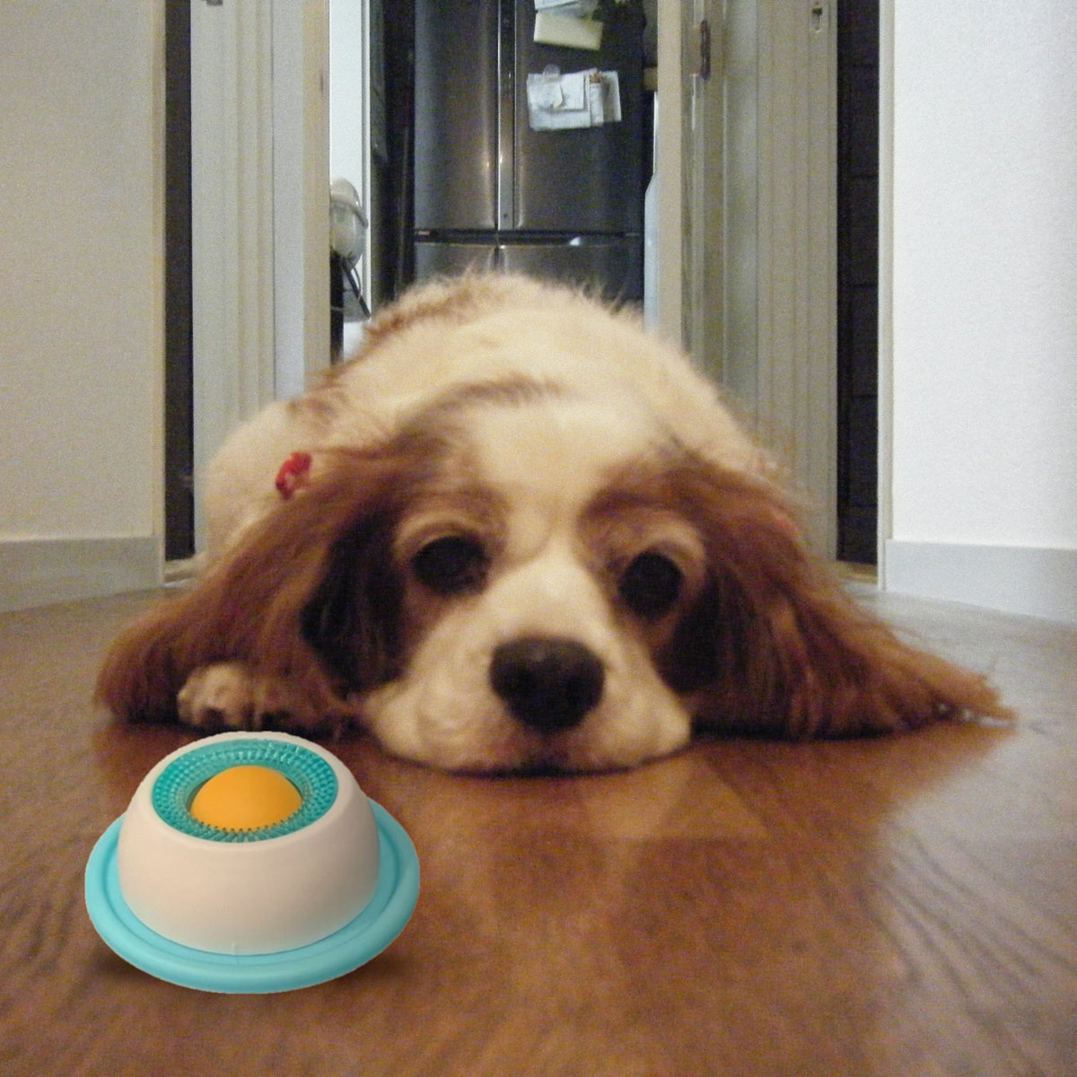 3D Lick Toy Treat Dispenser: with spaniel