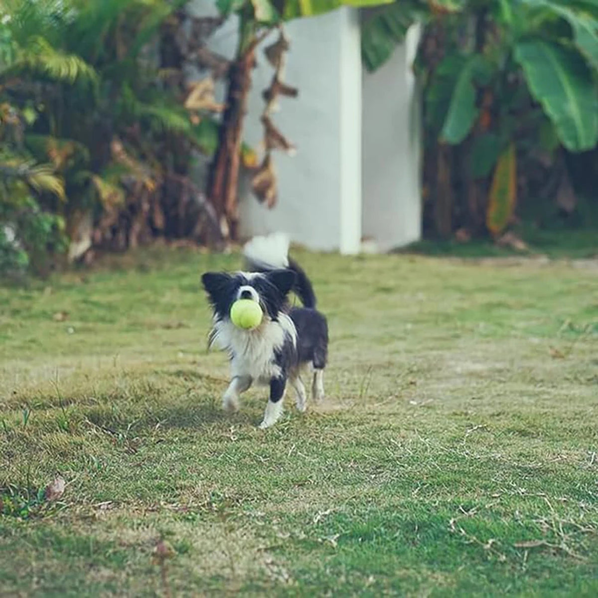 Dog Tennis Balls with Mesh Bag: fetch