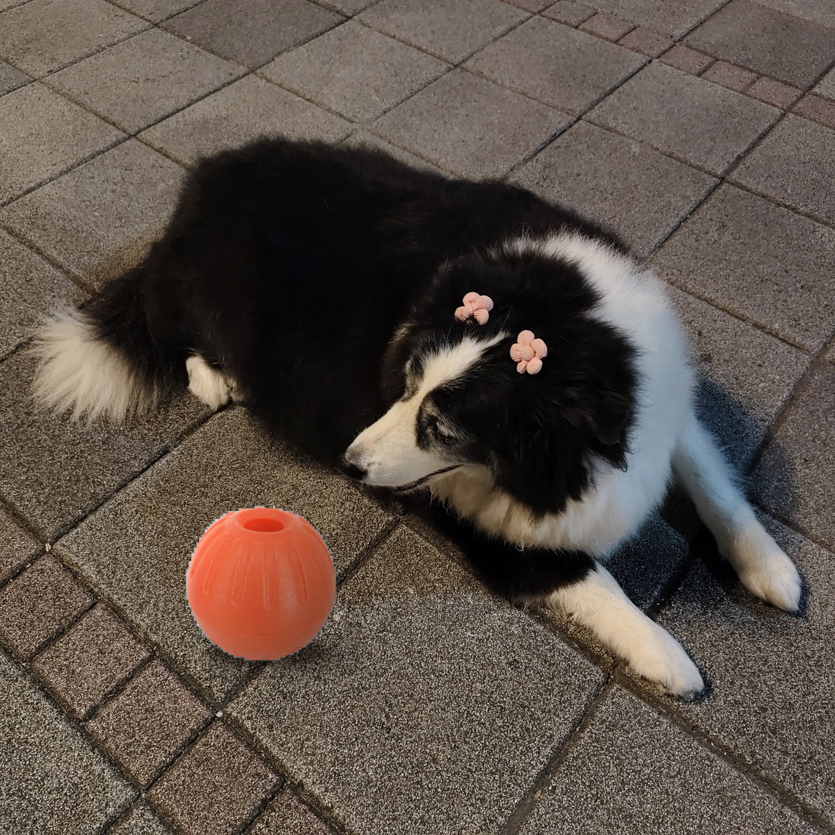 Floating Rubber Fetch Ball: with border collie