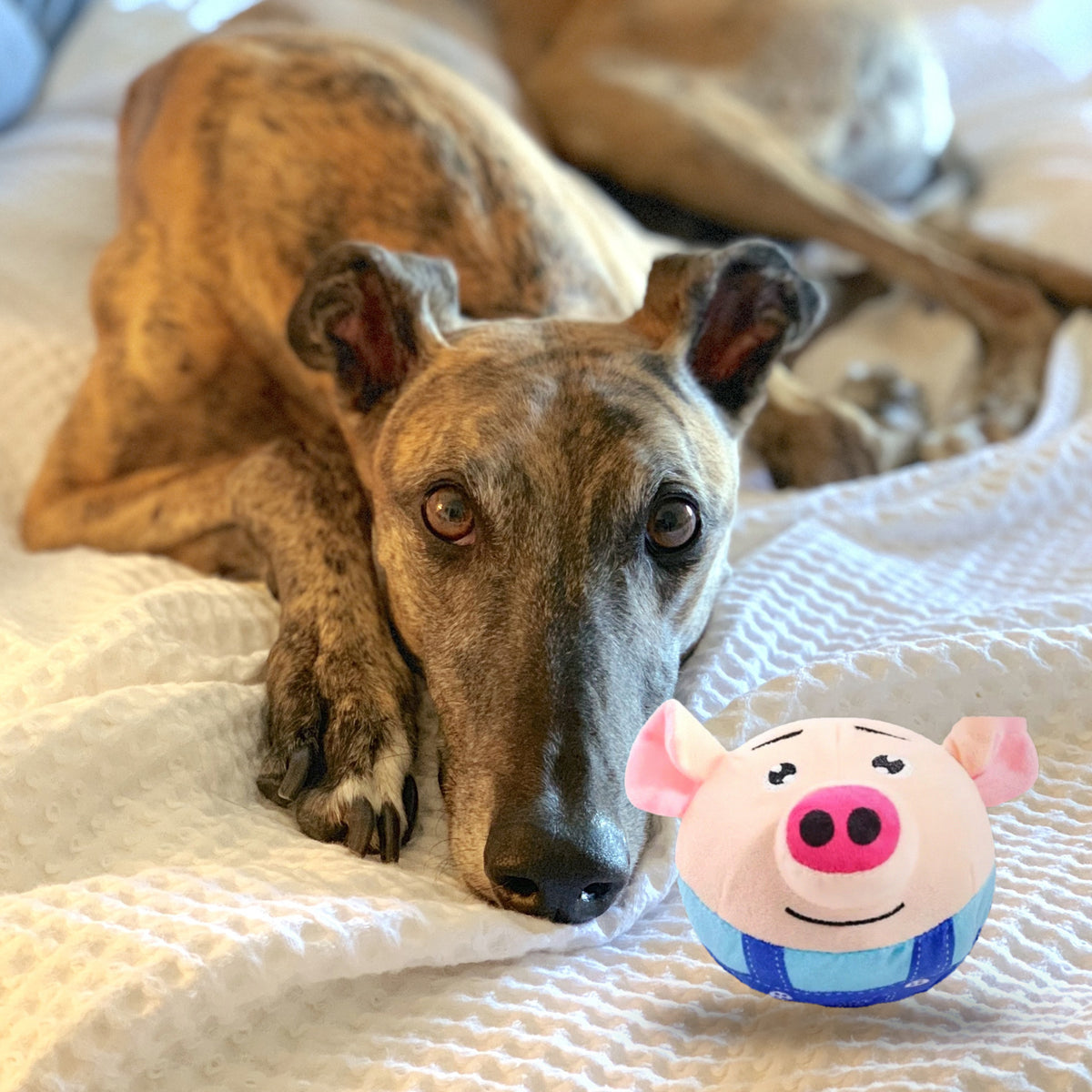 Interactive Jumping Plush Ball Toy: with greyhound