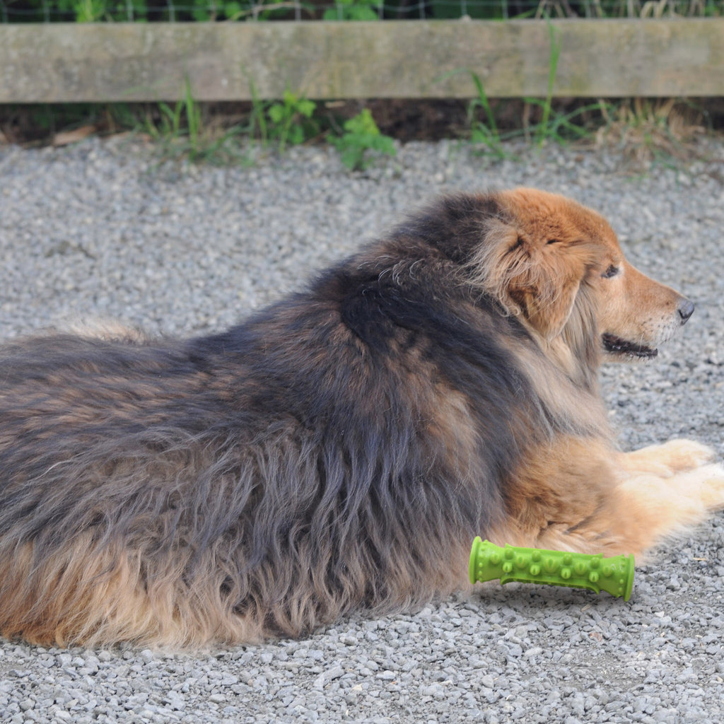 Toothbrush Dental Chew Stick: with collie