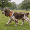 Tracker + Reflective Collar Set: collar on dog