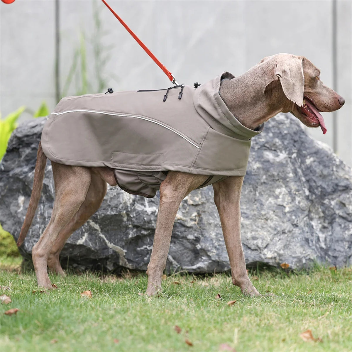 Fleece-Lined Soft-Shell Dog Jacket: on dog