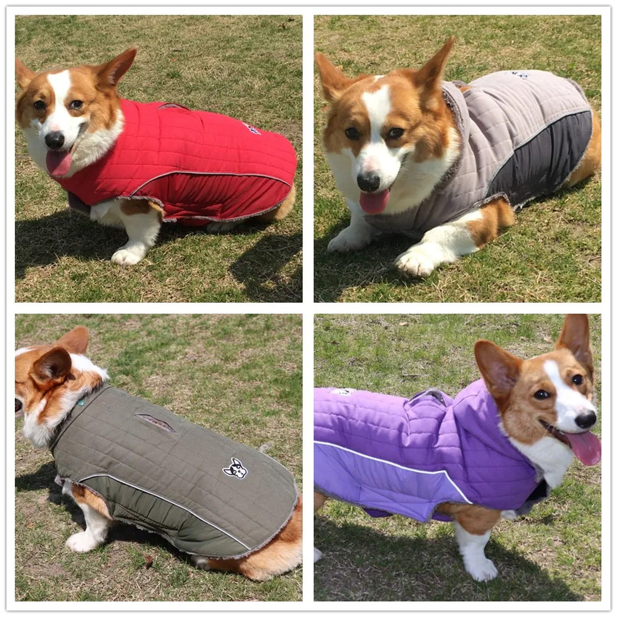 Quilted Dog Coat with Removable Hood: on dogs